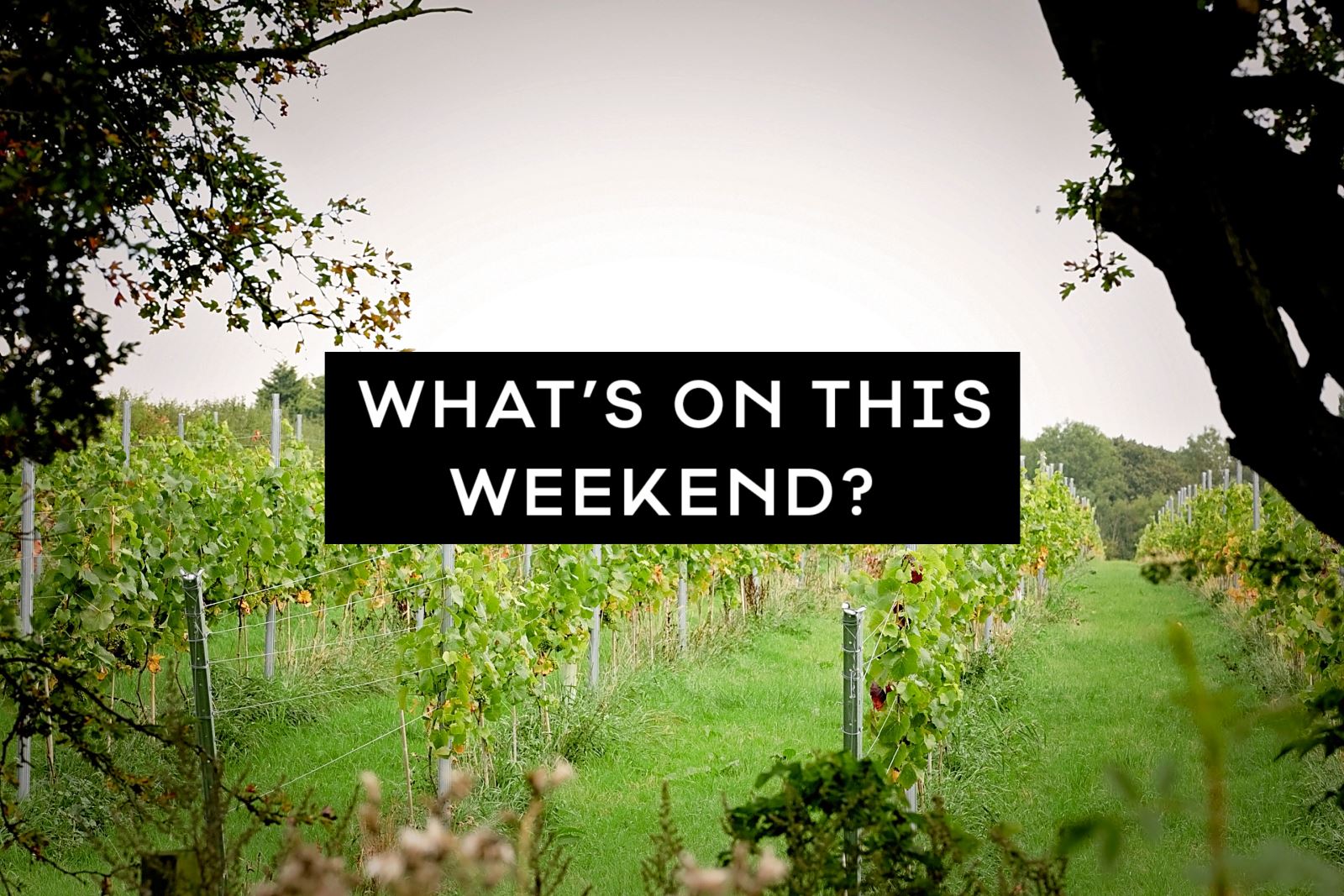 What's On This Weekend?